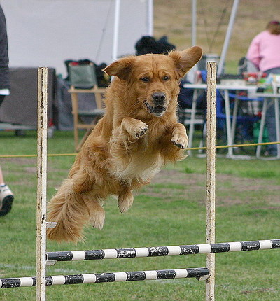 Canine Therapy Agility Dogs